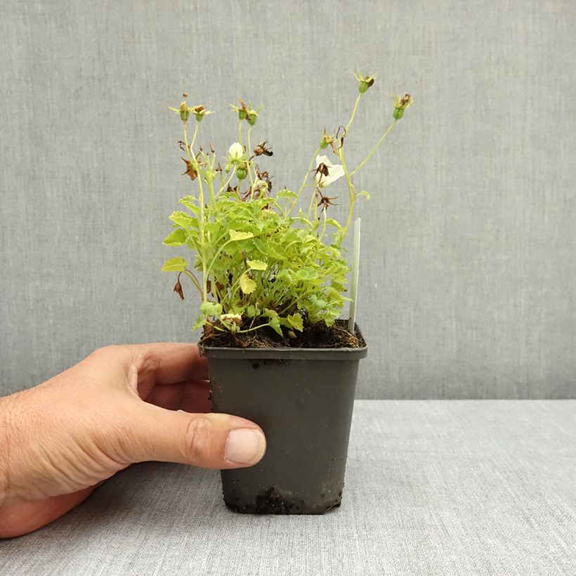 Campanula carpatica White Clips 8/9 cm pot sample as delivered in summer