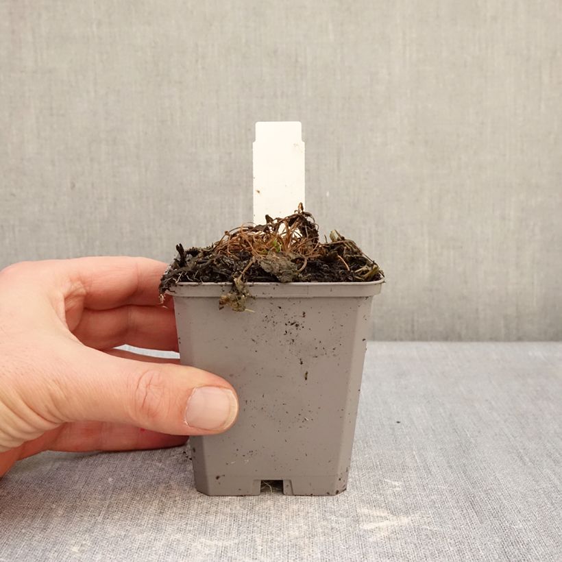 Campanula carpatica White Clips 8/9 cm pot sample as delivered in winter