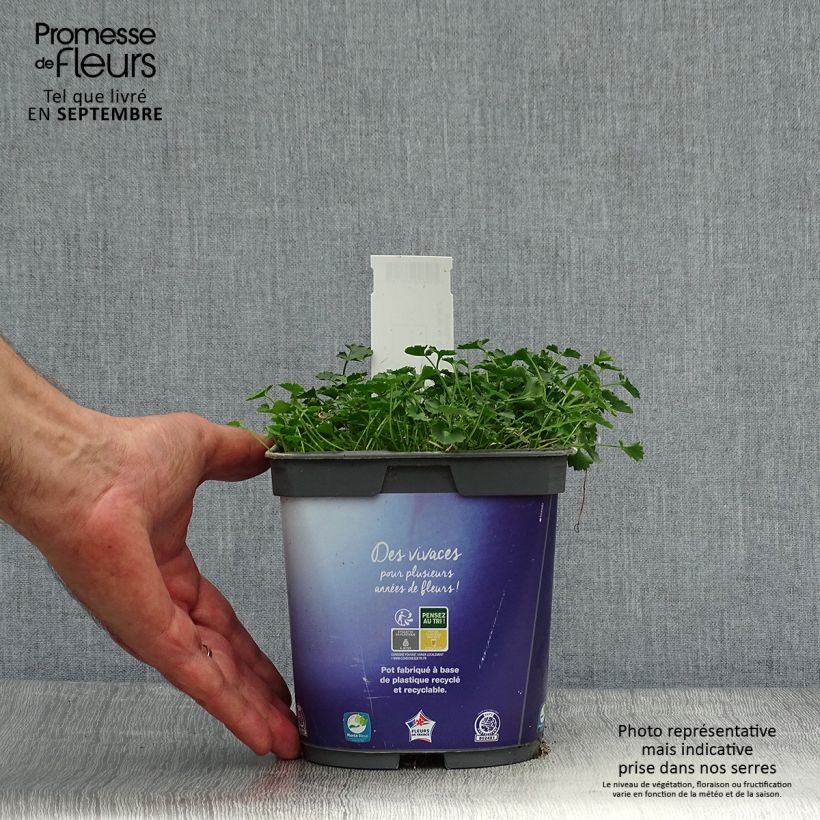 Campanula portenschlagiana 2L/3L pot sample as delivered in autumn