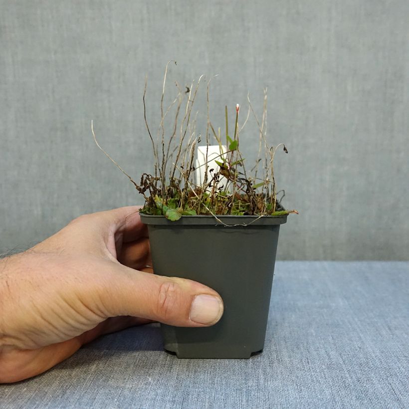 Campanula G.F. Wilson 8/9 cm pot sample as delivered in autumn