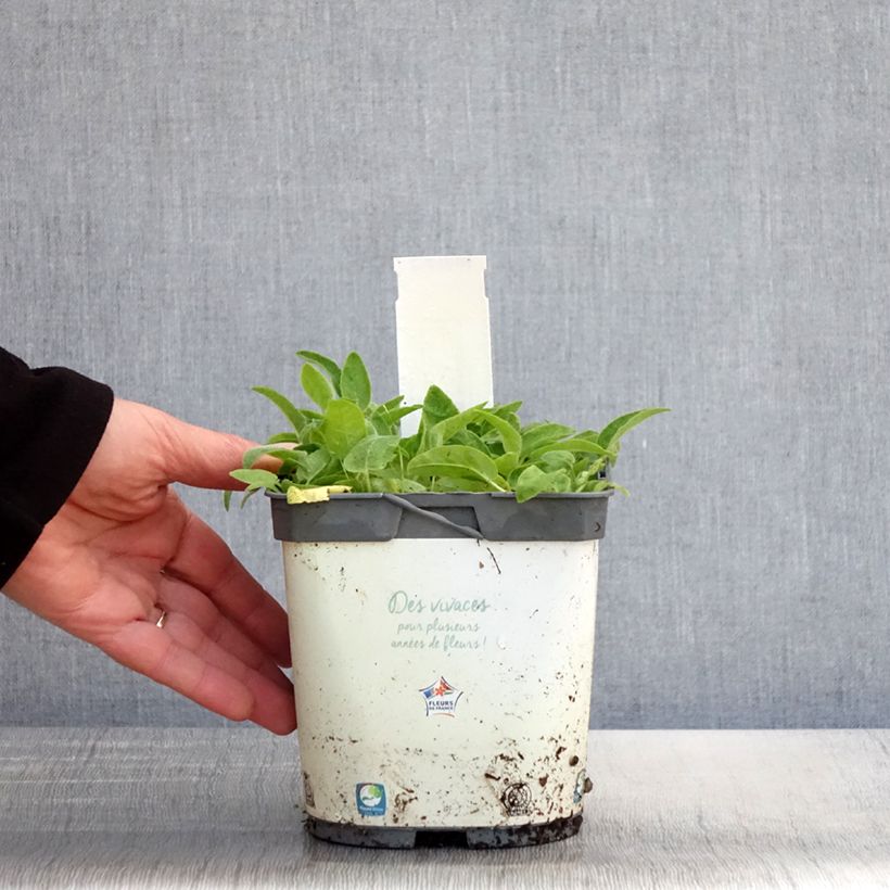 Campanula glomerata Alba 2L/3L pot sample as delivered in spring