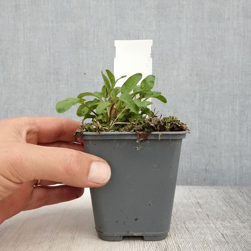 Campanula glomerata var. dahurica 8/9 cm pot sample as delivered in spring