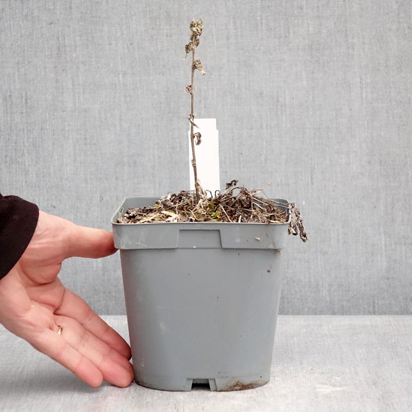 Campanula glomerata var. dahurica 2L/3L pot sample as delivered in winter