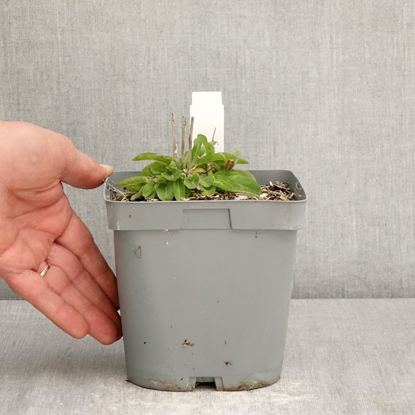 Campanula glomerata var. dahurica 2L/3L pot sample as delivered in spring