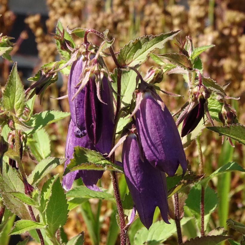 Campanula Kent Belle (Flowering)