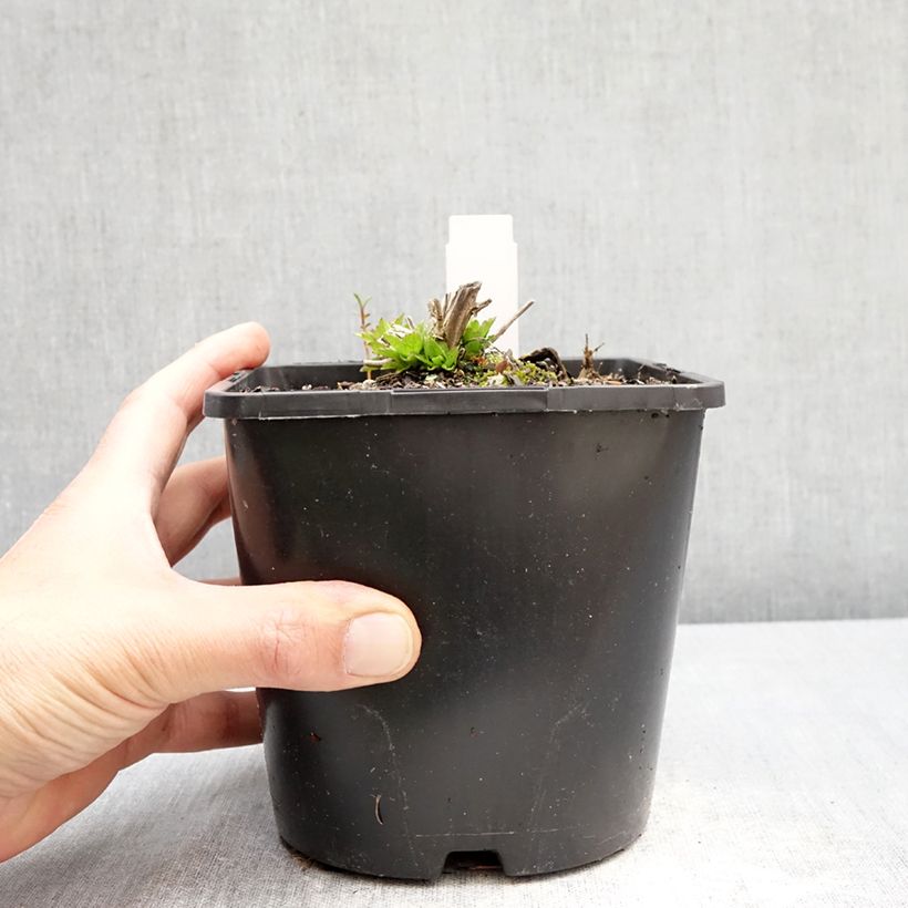 Campanula lactiflora Loddon Anna 1.5L/2L pot sample as delivered in spring