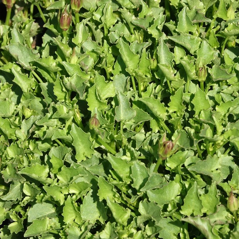 Campanula carpatica Mini Marvels Starbright (Foliage)