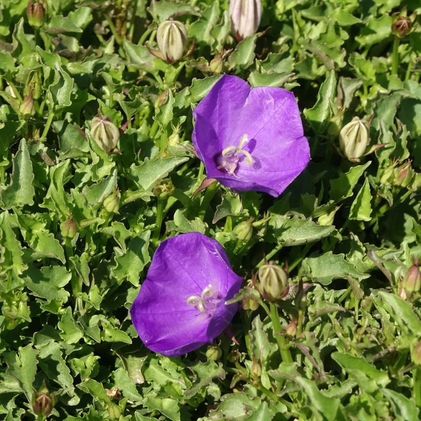Campanula carpatica Mini Marvels Starbright (Flowering)