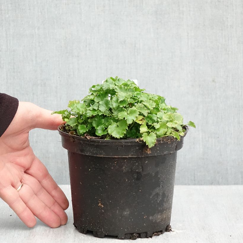 Campanula poscharskyana 2L/3L pot sample as delivered in autumn
