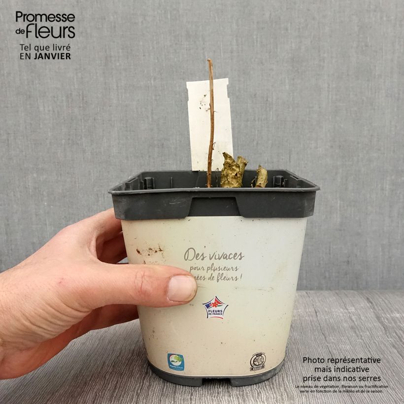 Campanula pyramidalis Alba 2L/3L pot sample as delivered in winter