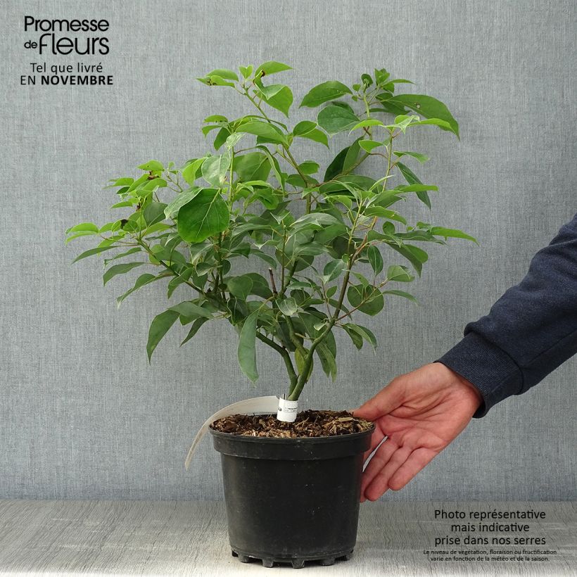 Cinnamomum camphora - Camphor tree 2L/3L pot sample as delivered in autumn