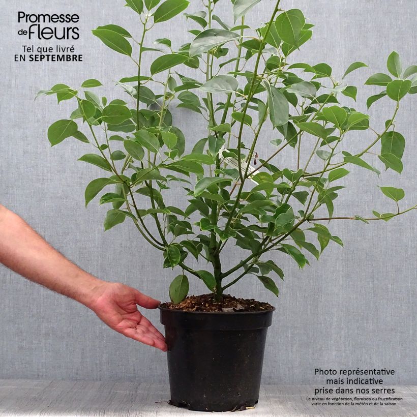 Cinnamomum camphora - Camphor tree 7.5L/10L pot sample as delivered in autumn