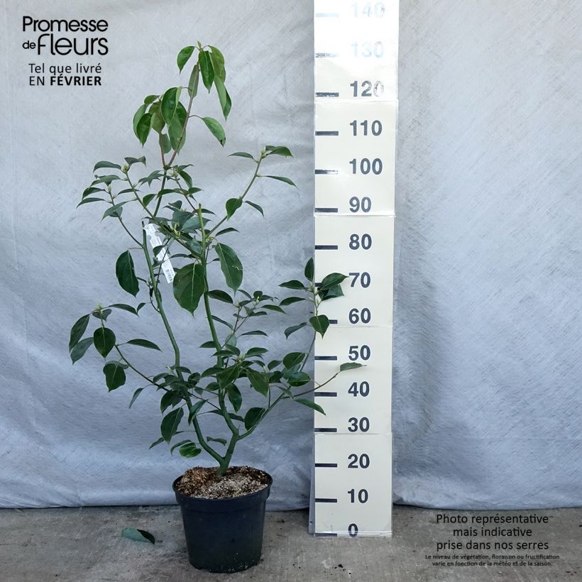 Cinnamomum camphora - Camphor tree 7.5L/10L pot sample as delivered in winter