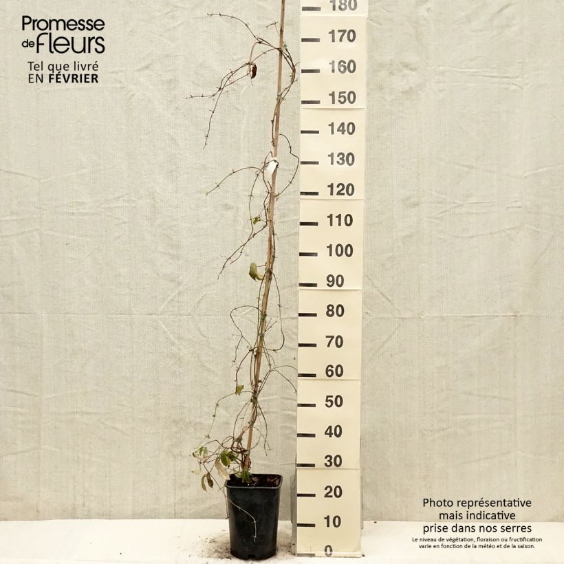 Campsis capreolata  6L/7L pot sample as delivered in winter