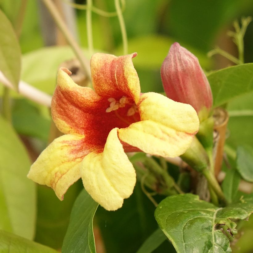 Campsis capreolata  (Flowering)