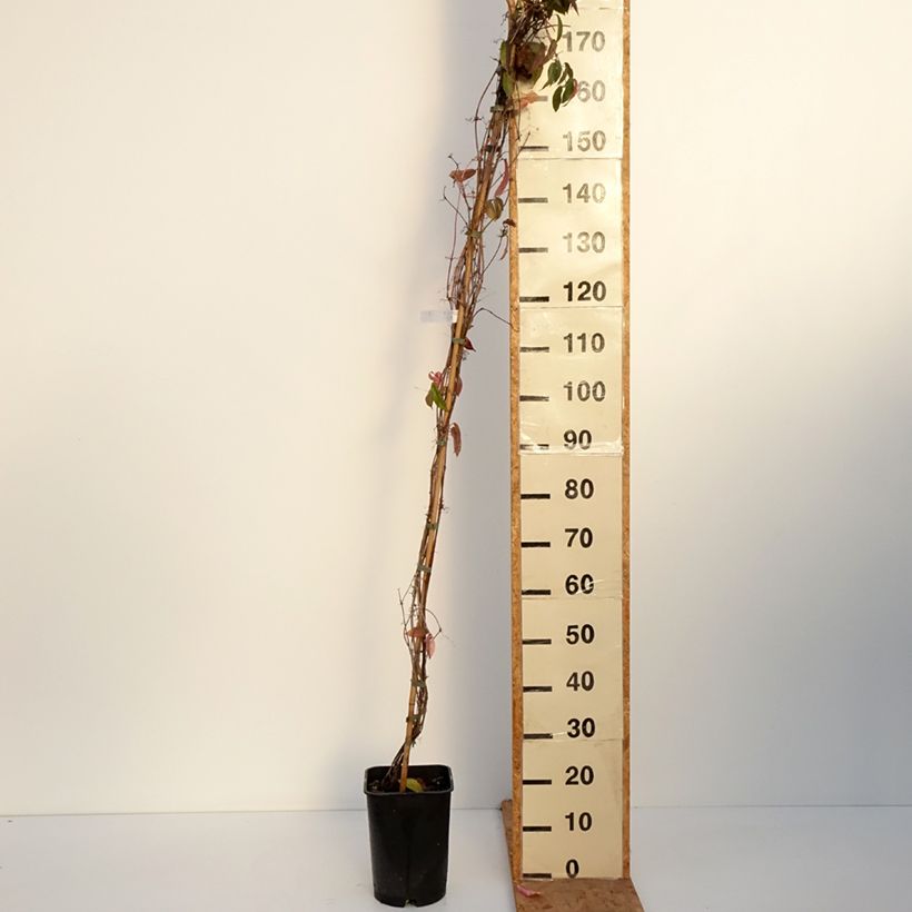 Campsis capreolata  6L/7L pot sample as delivered in autumn