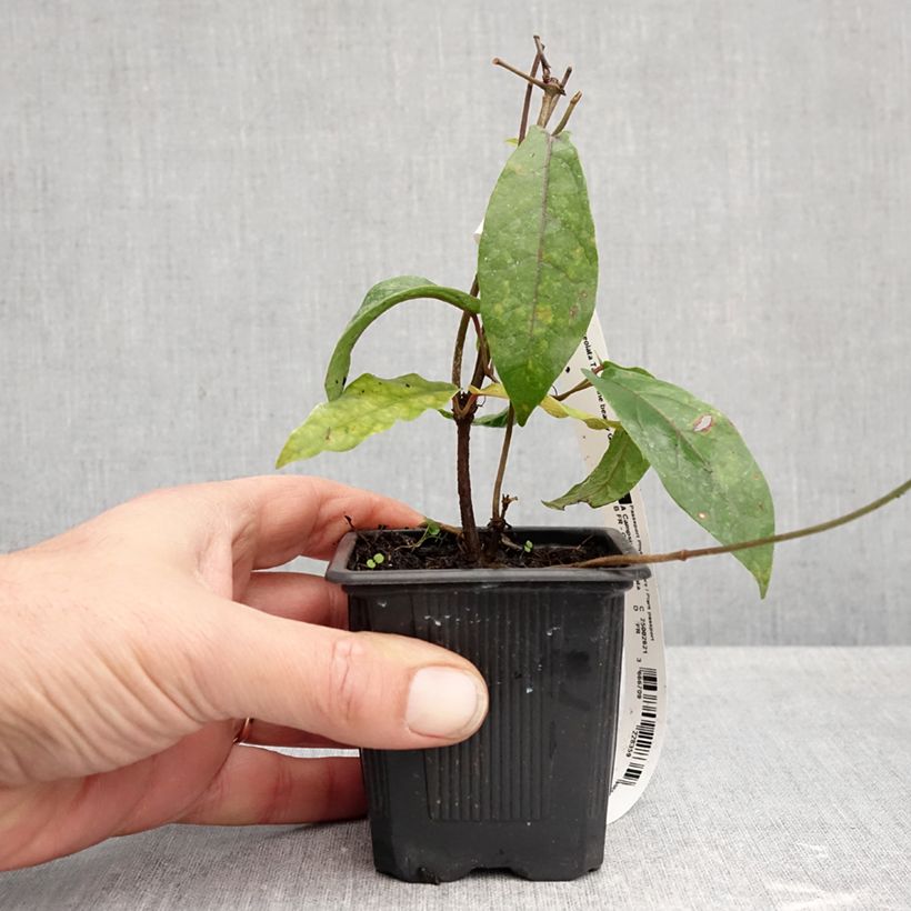 Campsis capreolata Tangerine Beauty 8/9 cm pot sample as delivered in autumn