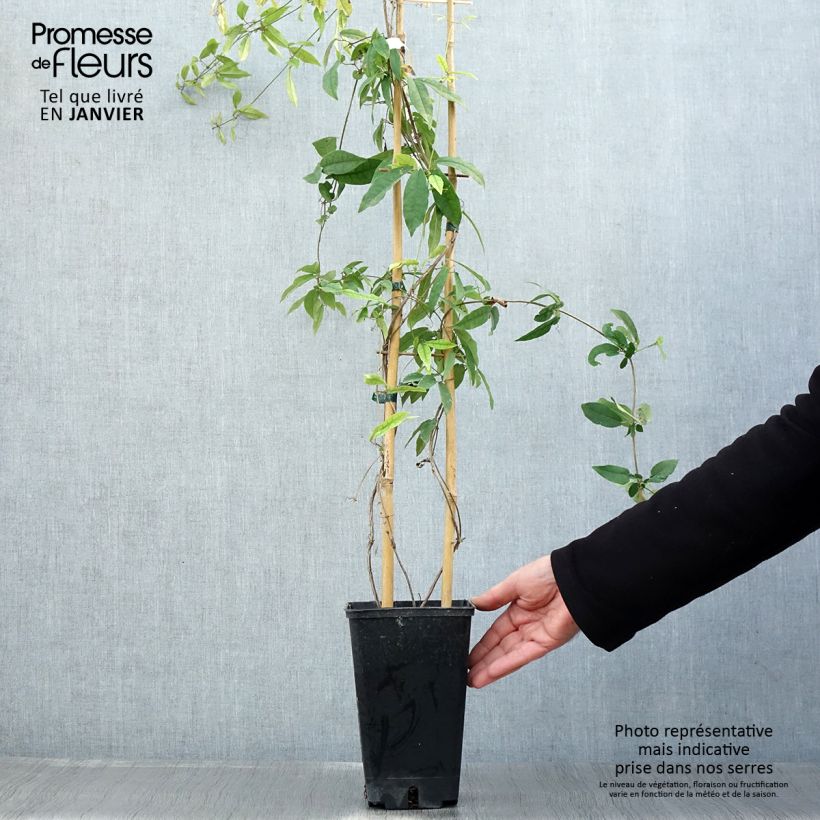 Campsis capreolata Tangerine Beauty 2L/3L pot sample as delivered in winter