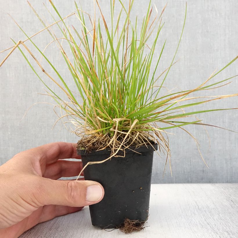 Deschampsia cespitosa Northern Lights 8/9 cm pot sample as delivered in summer