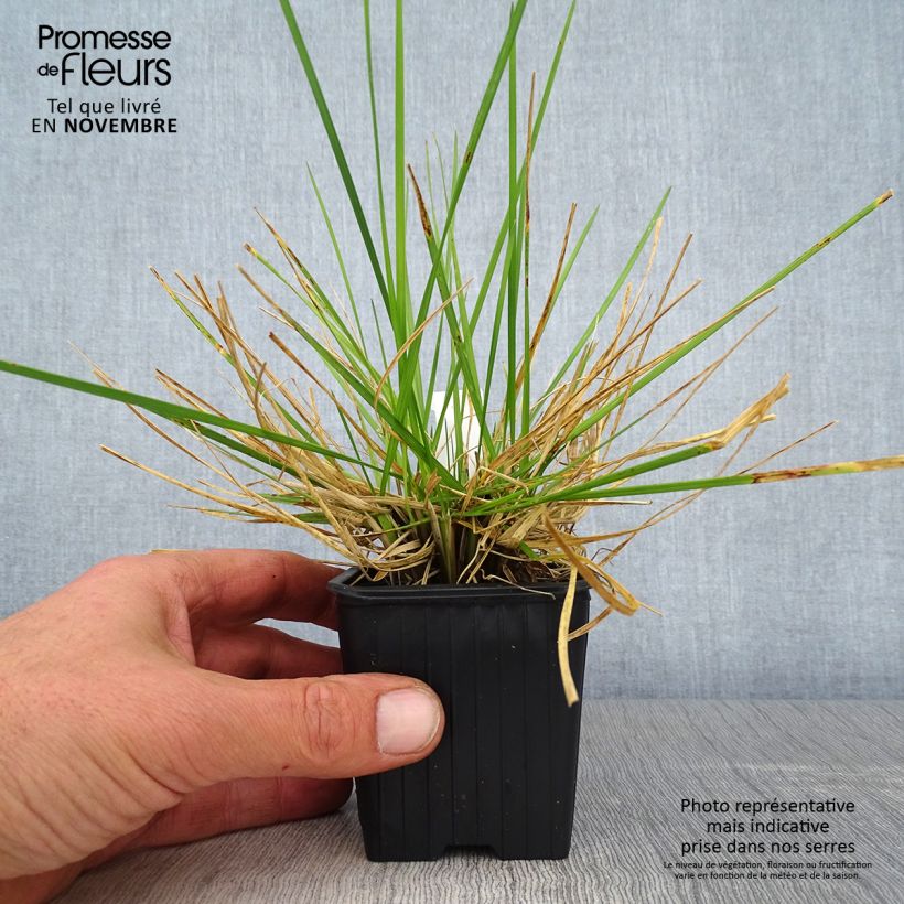 Deschampsia cespitosa Tauträger 8/9 cm pot sample as delivered in autumn