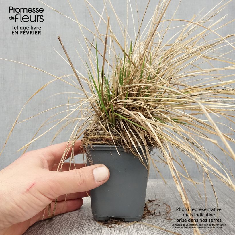 Deschampsia cespitosa Vivipara 8/9 cm pot sample as delivered in winter