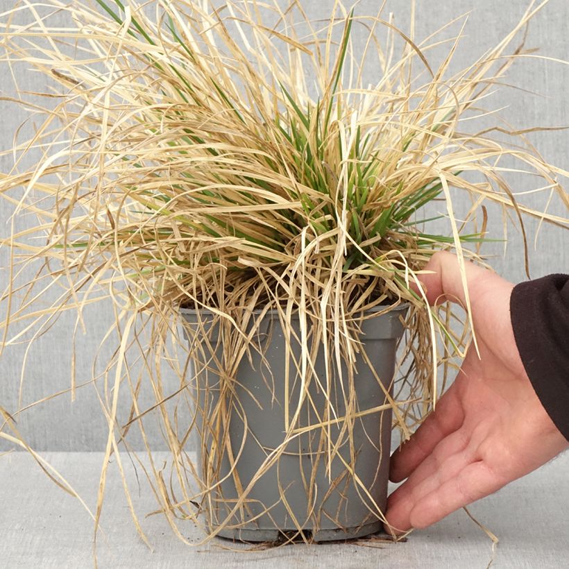 Deschampsia cespitosa Vivipara 2L/3L pot sample as delivered in spring