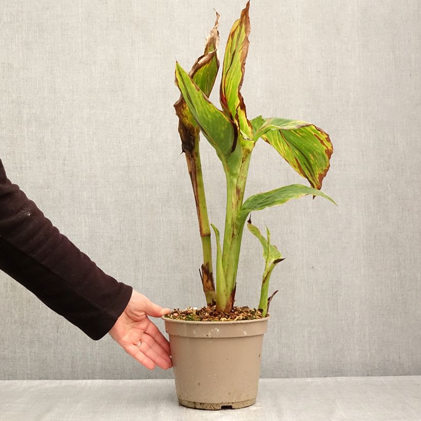 Canna Black Cleopatra - Indian shot 4L/5L pot sample as delivered in autumn
