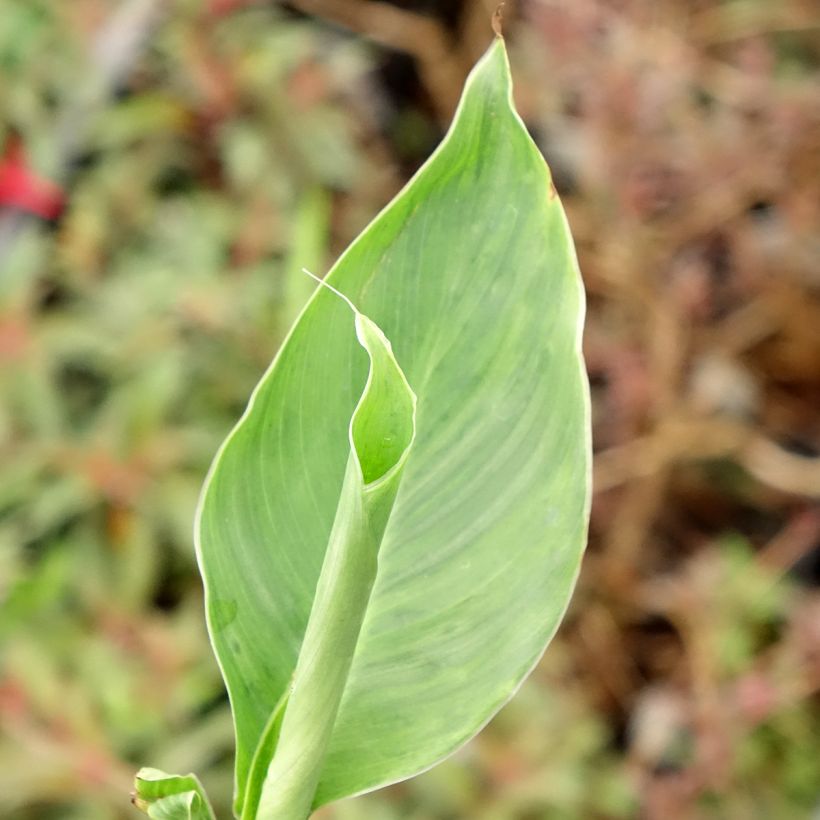 Canna Confetti - Indian shot (Foliage)