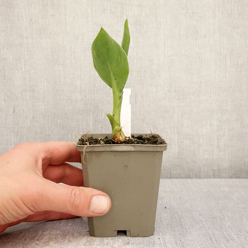 Canna Confetti - Indian shot 8/9 cm pot size I sample as delivered in spring