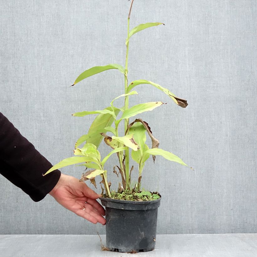 Canna edulis 2L/3L pot sample as delivered in autumn