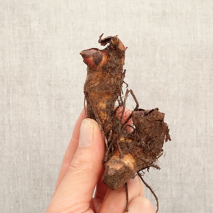 Canna indica Empire - Indian shot Bulb size I sample as delivered in spring