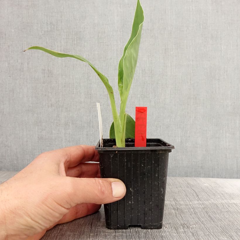 Canna Erebus - Indian shot 8/9 cm pot sample as delivered in spring