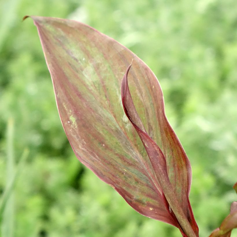 Canna Feu Magique - Indian shot (Foliage)