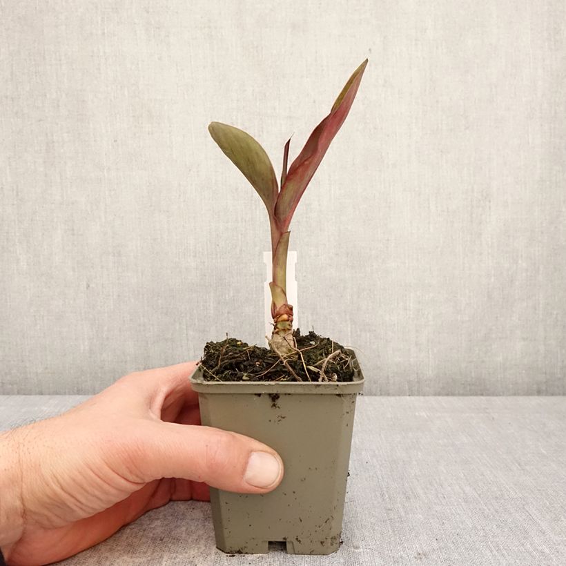 Canna Feu Magique - Indian shot 8/9 cm pot size I sample as delivered in spring