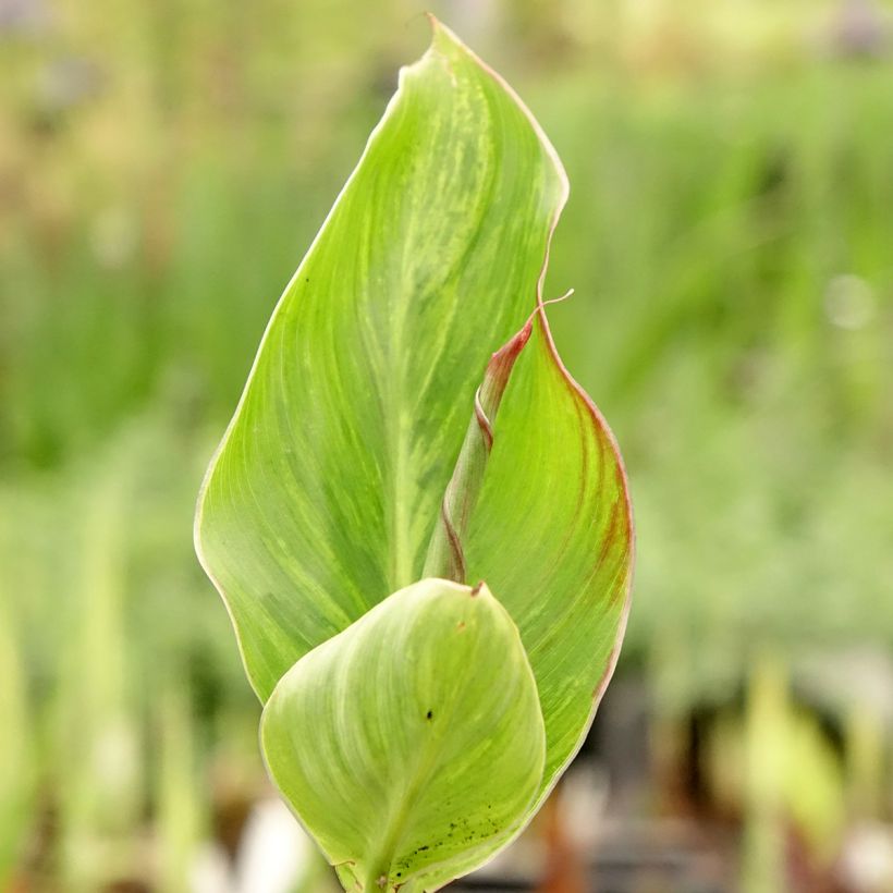 Canna Lucifer - Indian shot (Foliage)