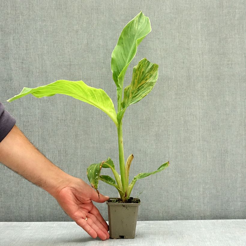 Canna Lucifer - Indian shot 8/9 cm pot size I sample as delivered in summer