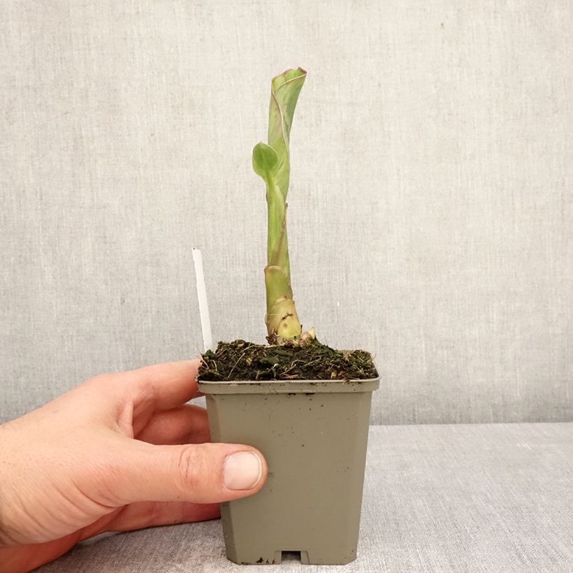 Canna Lucifer - Indian shot 8/9 cm pot size I sample as delivered in spring