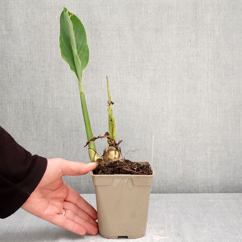 Canna Marabout - Indian shot 1L/1.5L pot size I sample as delivered in spring