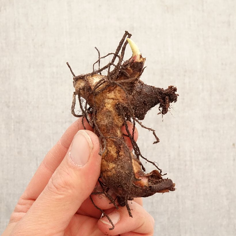 Canna indica Pink and Roses - Indian shot Bulb size I sample as delivered in spring