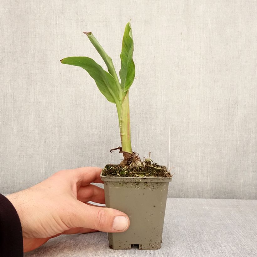 Canna Taroudant - Indian shot 8/9 cm pot size I sample as delivered in spring