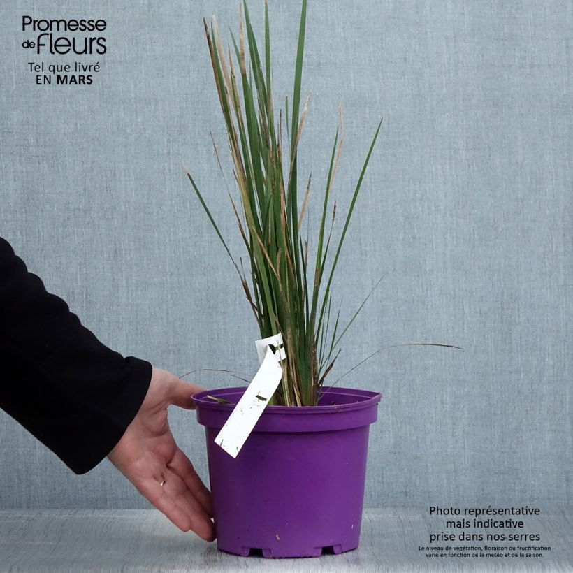 Dierama pendulum var. robustum Blackberry Bells 2L/3L pot sample as delivered in spring