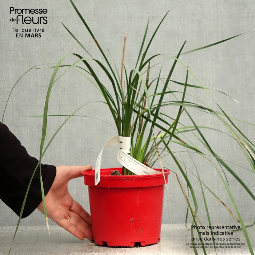 Dierama pulcherrimum Blackbird 2L/3L pot sample as delivered in spring