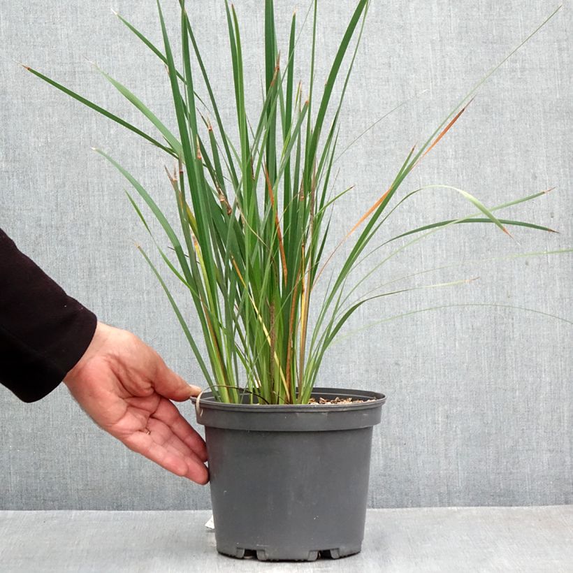 Dierama igneum 2L/3L pot sample as delivered in autumn