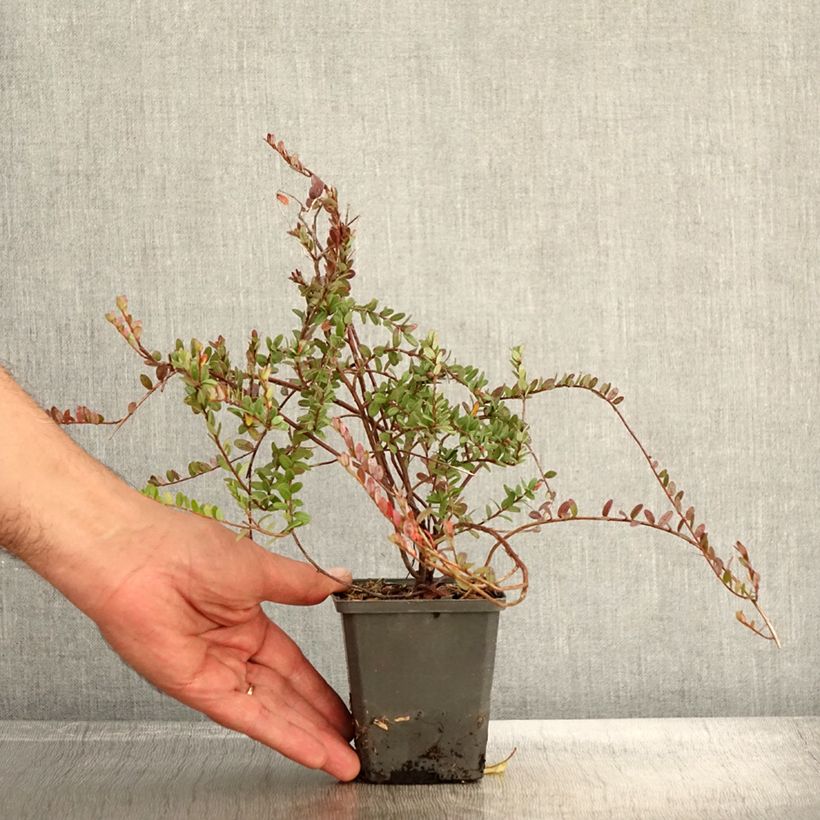 Vaccinium macrocarpon Pilgrim - Cranberry 8/9 cm pot sample as delivered in autumn