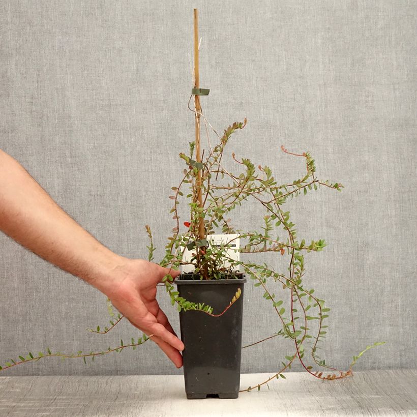 Vaccinium macrocarpon Pilgrim - Cranberry 8/9 cm pot sample as delivered in summer