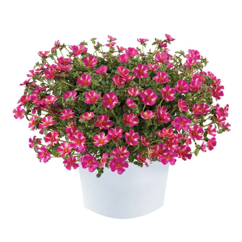 Portulaca oleracea Campino Twist Pink - Purslane (Plant habit)