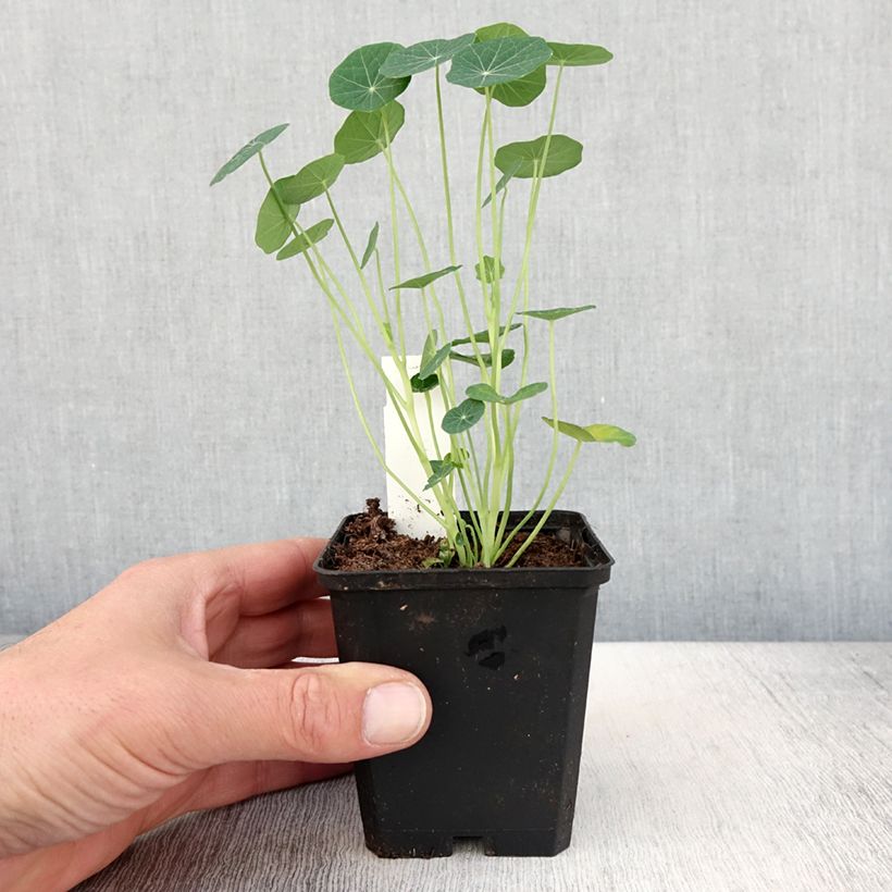 Tropaeolum Baby Rose - Nasturtium 8/9 cm pot sample as delivered in spring