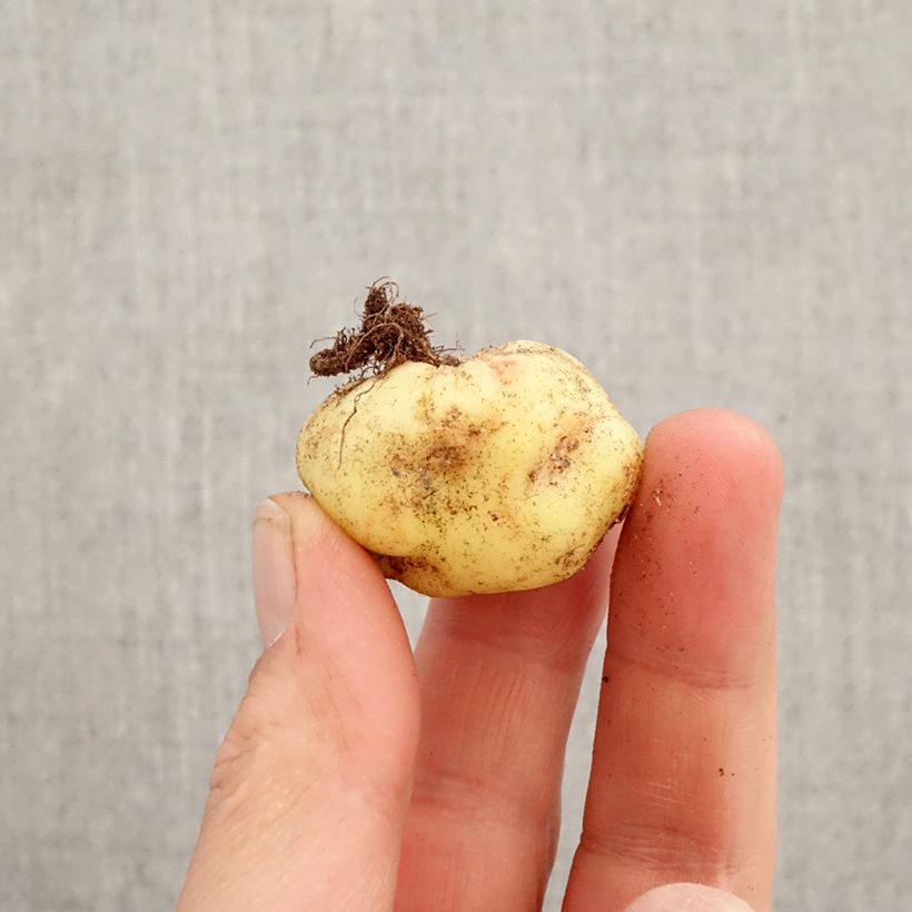 Tropaeolum speciosum Bulb size 8/10 sample as delivered in spring