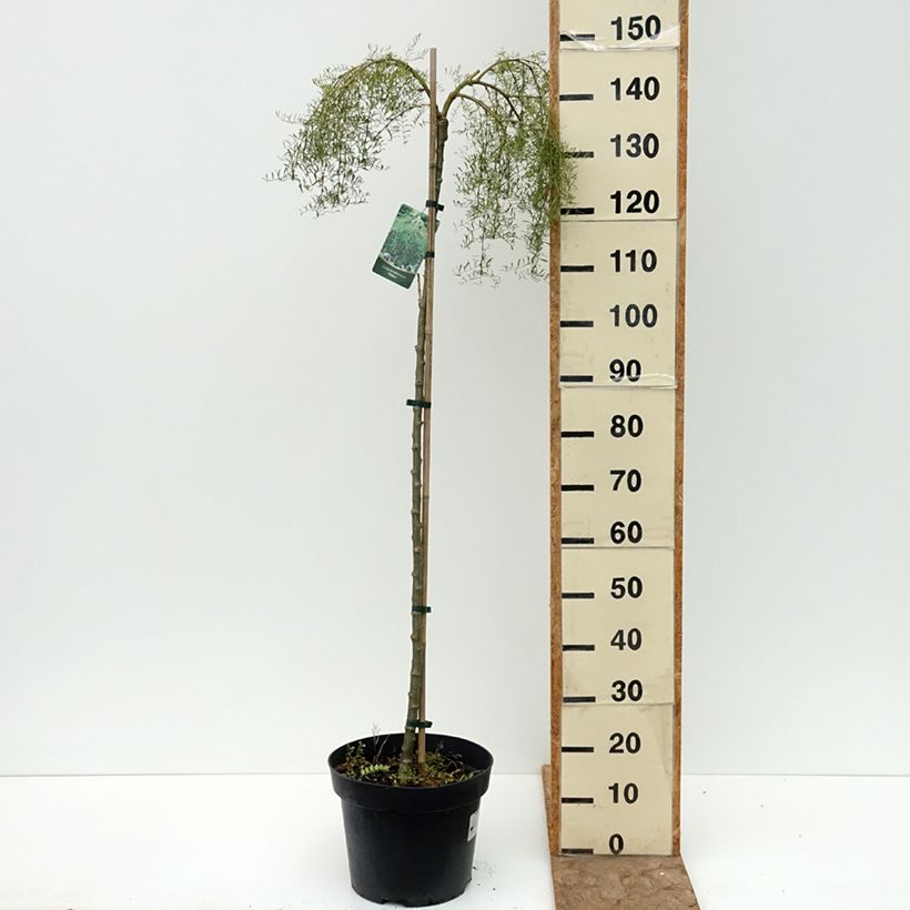 Caragana arborescens Walker - Caraganier de Sibérie pleureur Pot de 7,5L/10L, Haute-Tige, Tige de 180 cm sample as delivered in summer