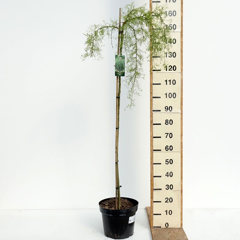Caragana arborescens Walker - Siberian Pea Tree 7.5L/10L pot, Standard sample as delivered in spring